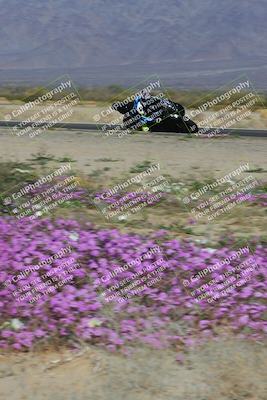 media/Feb-04-2023-SoCal Trackdays (Sat) [[8a776bf2c3]]/Turn 15 Inside Blooming (1050am)/